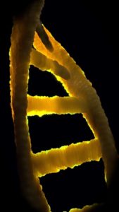 Ashkenazi Jews DNA
