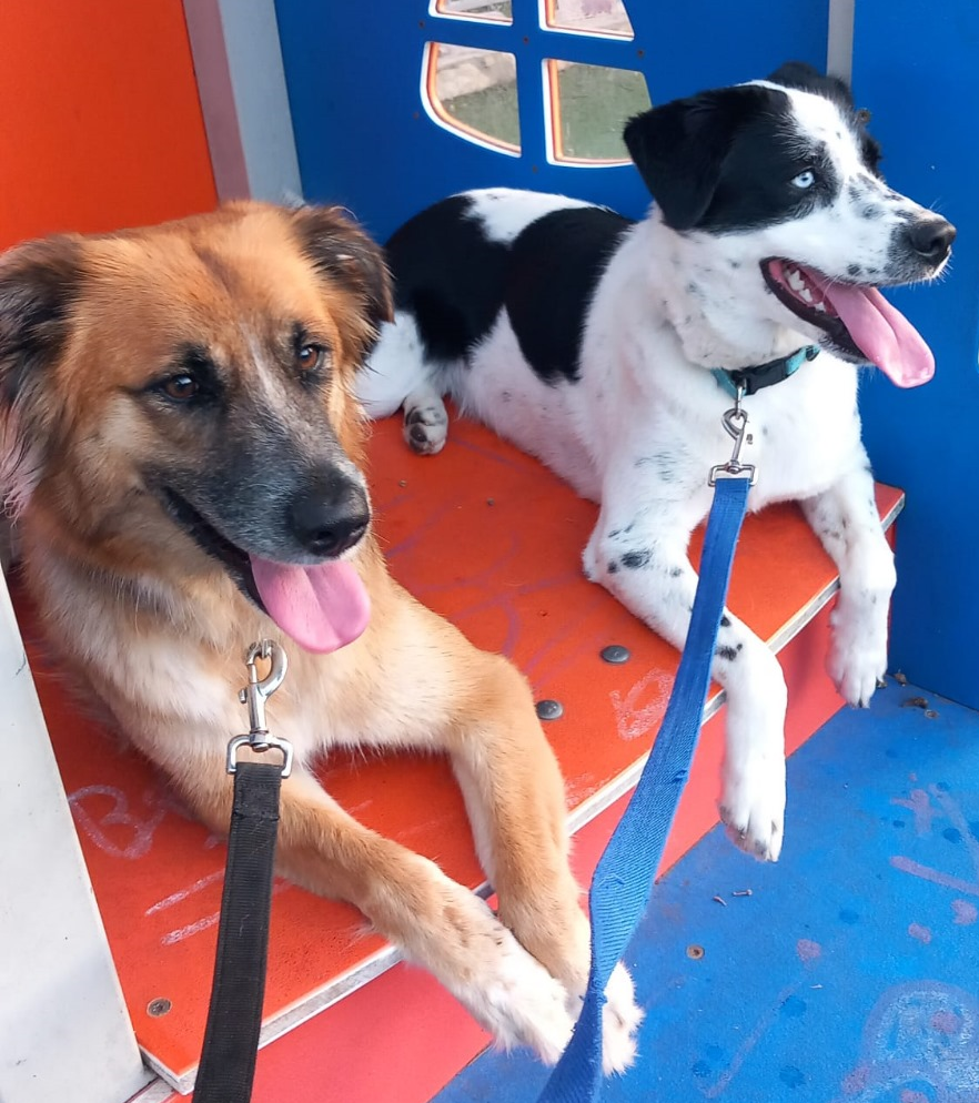 Walking the Dogs as the Skies Threaten War: A Haifa War Diary