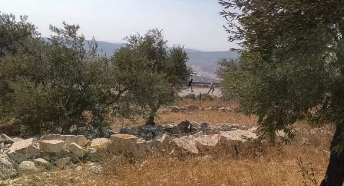A Morning in the Olive Groves That Undid My Assumptions